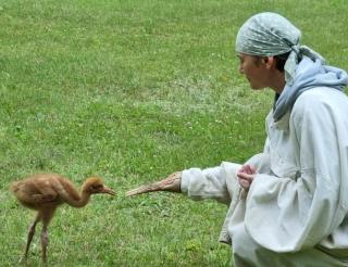 Biologists of the Oksky Reserve brought sterch eggs from Yakutia and became new parents for the tiny chicks